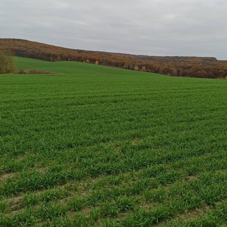 «Агровіво» активно шукає земельну дылянку у Черкаській та Кіровоградській областях